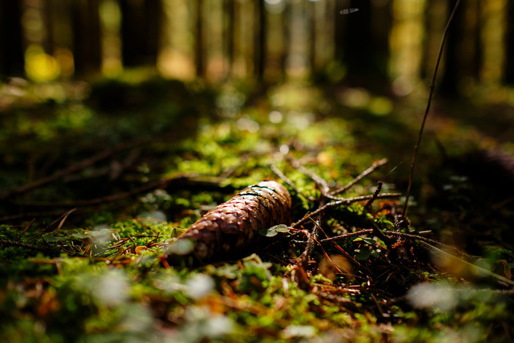 Tannenzapfen liegt auf dem Waldboden | Burgenland, Austria - November 03, 2019:. - Realisiert mit Pictrs.com