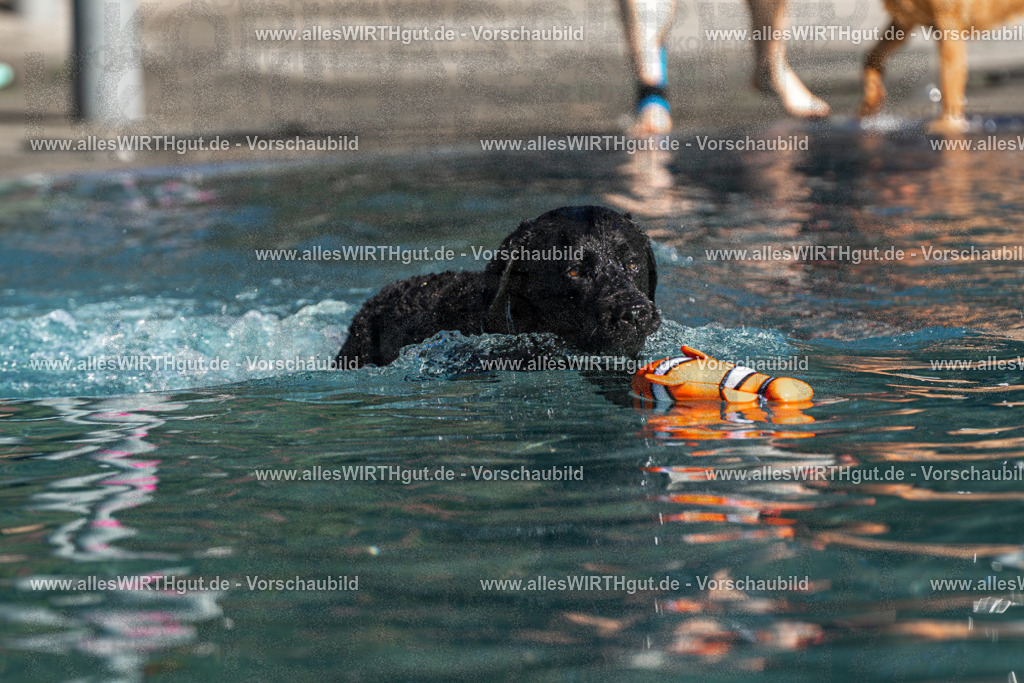 Hundeschwimmen_Volksbad_2026-allesWIRTHgut_Tierfotografie-2609061108-FAY06148 | Professionelle Tierfotografie in Mönchengladbach von Daniel Wirth (allesWIRTHgut). Liebevolle & natürliche Bilder von Hunden & Katzen für unvergessliche Erinnerungen.