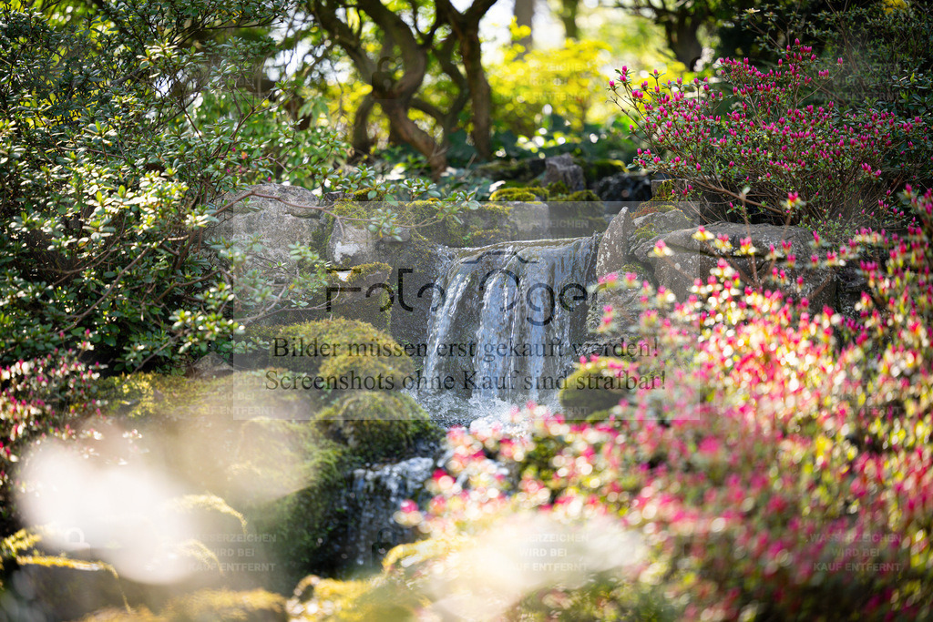 Gartenidylle – Wasserfall im Frühling | Ein kleiner Wasserfall fließt sanft durch ein von Moos, Felsen und Blüten umrahmtes Gartenstück.Dieses Bild fängt die Ruhe und natürliche Schönheit eines Frühlingsmorgens ein – ein Ort der Entspannung und Harmonie.Ideal für alle, die sich ein Stück Natur und Gelassenheit nach Hause holen möchten. - Realisiert mit Pictrs.com