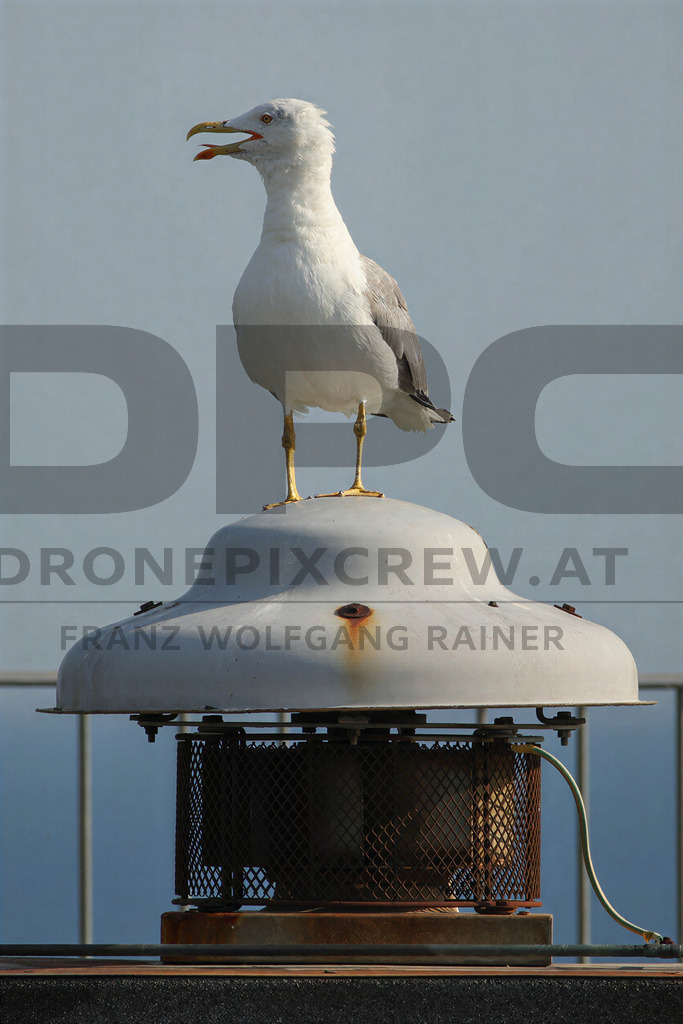Yellow-legged Gull (Larus michahellis) | Yellow-legged Gull (Larus michahellis), a large gull species commonly found along Mediterranean coasts, rocky shorelines, harbours and coastal areas. - Realisiert mit Pictrs.com