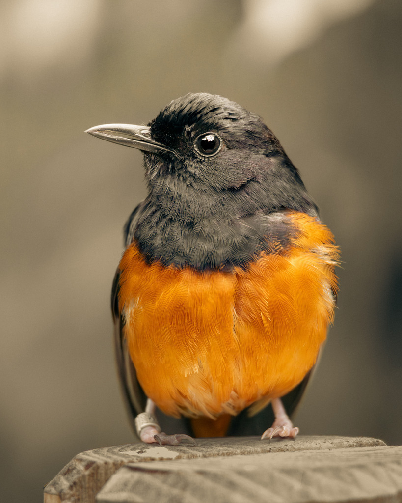 Ein Vogel | Ich bin ein Fotograf aus Berlin und fotografiere aus Spaß an der Freude :) Meinen Motiven setze ich keine thematischen Grenzen. Somit bin ich beispielsweise in der Tierfotografie, Landschaftsfotografie, Sportfotografie sowie Streetphotography anzutreffen.