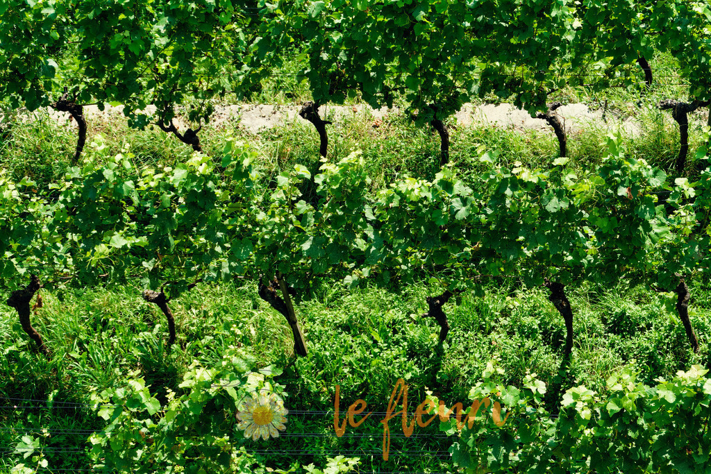 Rebberge beim Schloss | Dies ist der Shop von Florian Blum - le fleuri. Langenthal, Bern, Schweiz. Sie können hier meine oder ihre eigenen Fotos als Fotoprodukte kaufen. Tassen, Schlüsselanhänger, Taschen etc. können Sie hier gestalten.  - Realisiert mit Pictrs.com