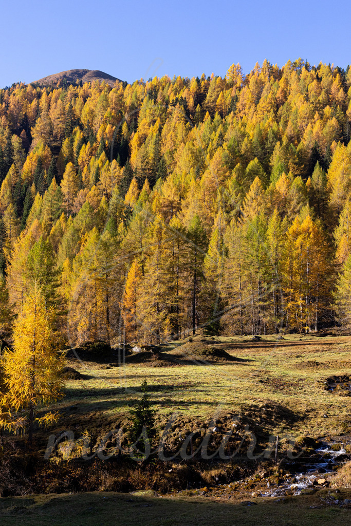 Leuchtender Lärchenwald Lungau | Bei Veröffentlichung des Bildes ist eine Namensnennung wie folgt erforderlich: 
Foto: Mostdirn Irmgard Wieser - Realisiert mit Pictrs.com
