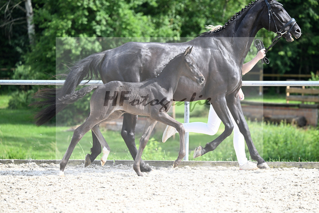 Kat-Nr. 28 Tamino x Finest_HF_Neubert_17250874 | hf-fotografie - Realisiert mit Pictrs.com