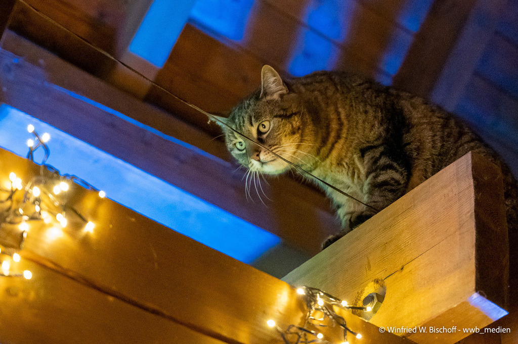 _DSC8930 | <Fotografie> <Video> <Film> <Winfried Bischoff> - Realisiert mit Pictrs.com