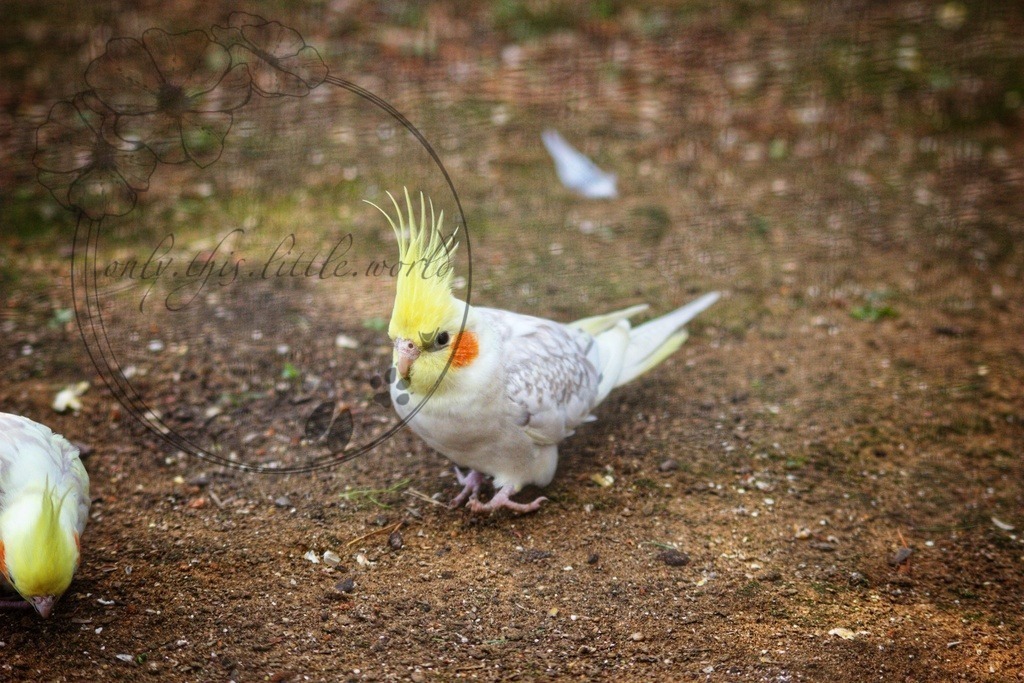 Nymphensittich  | Wildfarben opalin - Realisiert mit Pictrs.com