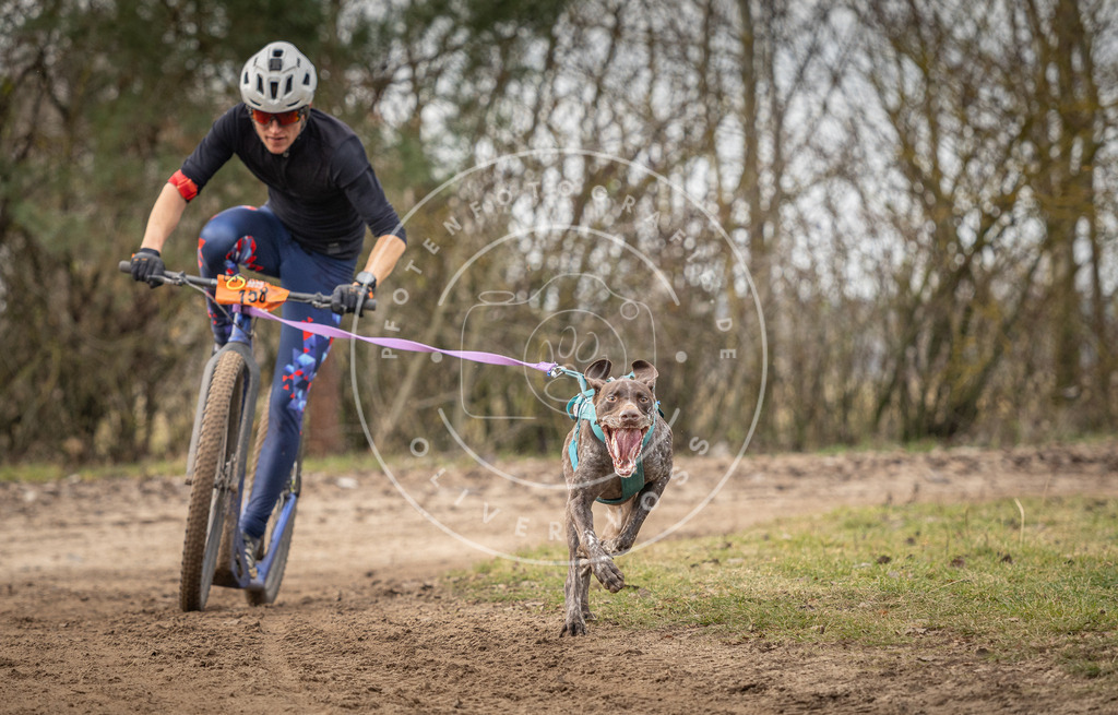 Pfotenfotografie_DV3A9253 | Hundefotografie, Tierfotograf, Pfotenfotografie, Fotoshooting Hund, Hunde Portrait, Hundesport, Hundeportraits, Heideshooting, Hunde, Sportfotograf, Hundefotograf, Turnierhundsport, THS,  - Realisiert mit Pictrs.com