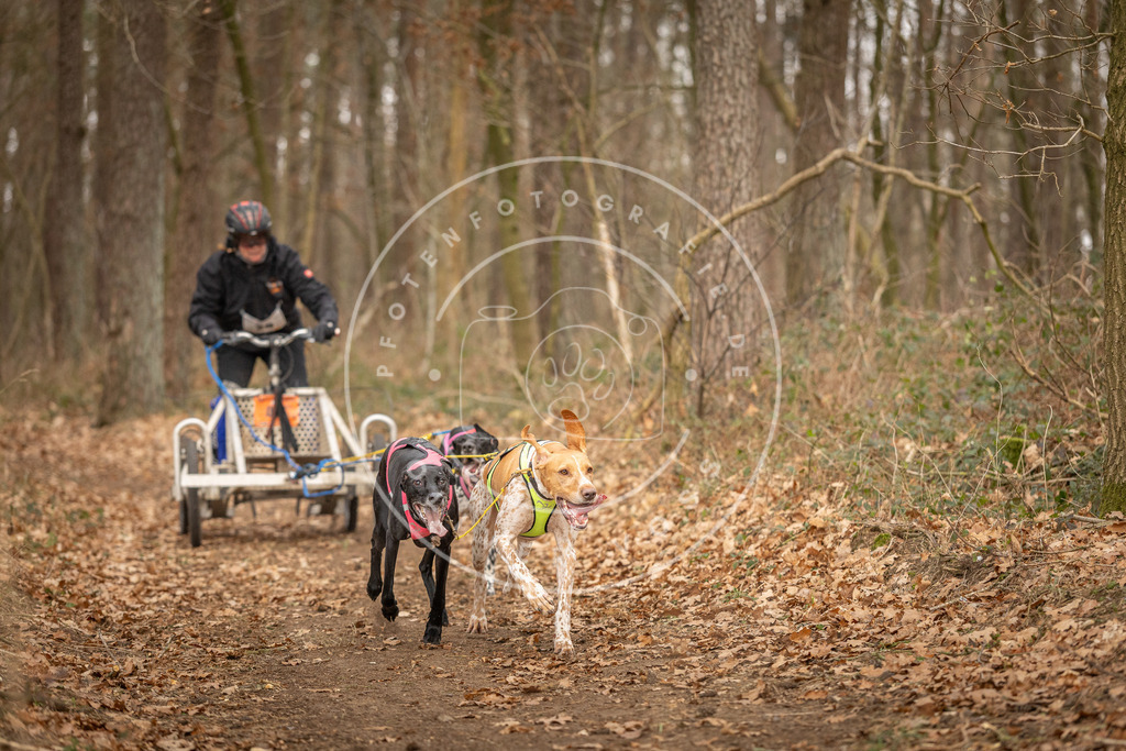 Pfotenfotografie_DV3A8785 | Hundefotografie, Tierfotograf, Pfotenfotografie, Fotoshooting Hund, Hunde Portrait, Hundesport, Hundeportraits, Heideshooting, Hunde, Sportfotograf, Hundefotograf, Turnierhundsport, THS,  - Realisiert mit Pictrs.com