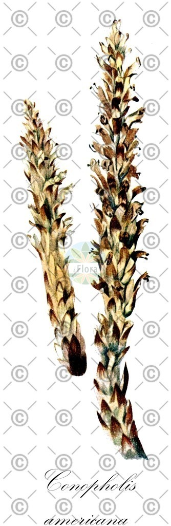 HistAbb_wfo-0000618904_1_ENZY_Simple | Historische Abbildung von Conopholis americana - Orobanchaceae | Historical Illustration of Conopholis americana - Orobanchaceae (american cancer-root)