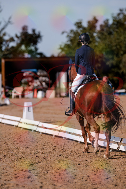 2026_10_03_Siefer-Hof_123419_Z81_32125353 | Professionelle Reitsport-, Turnier- und Eventfotografie von Robert Broda. Galerien mit ausgewählten und bearbeiteten Bildern direkt online ansehen und bestellen.