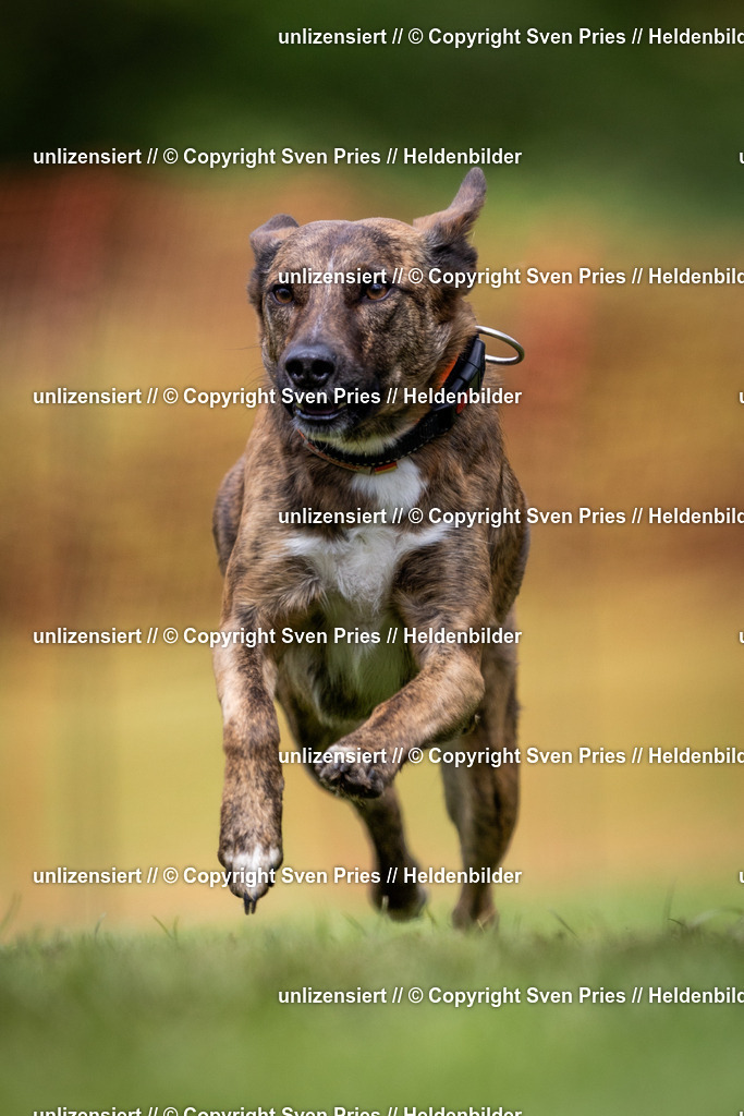 Sven Pries | 2024-04-21 - Hunderennen Baden-Oos
Foto: Sven Pries - Realisiert mit Pictrs.com