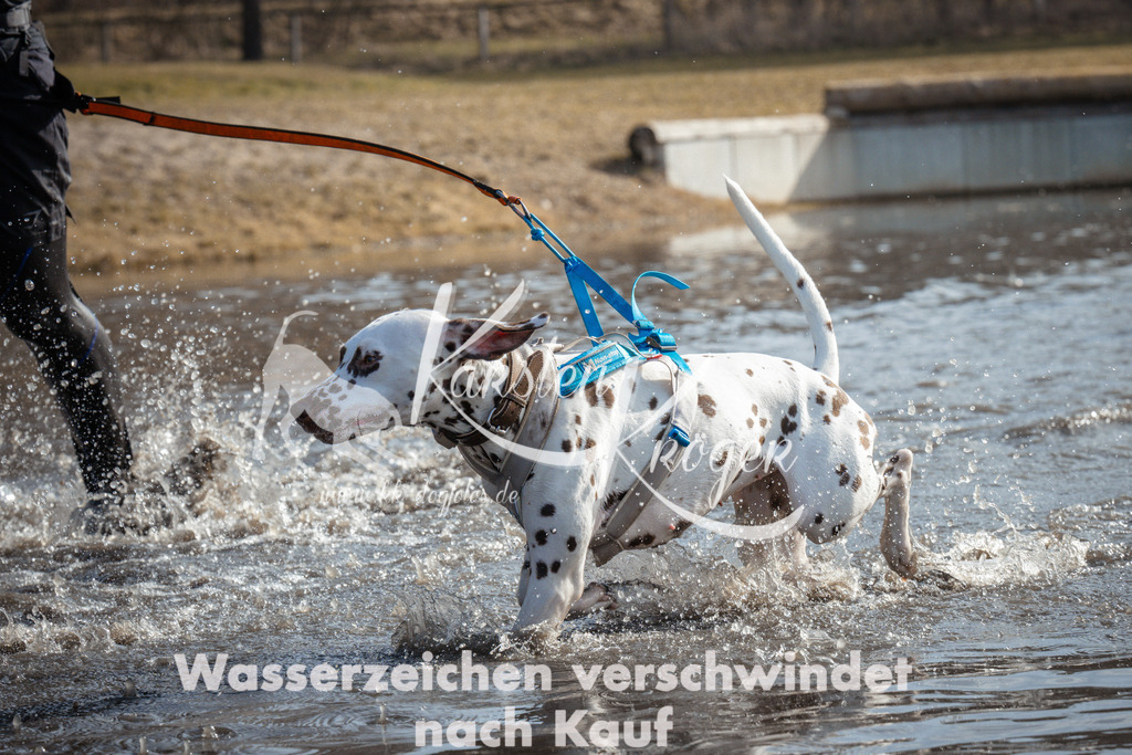 1103_ZZ91987 | kk-dogfotos