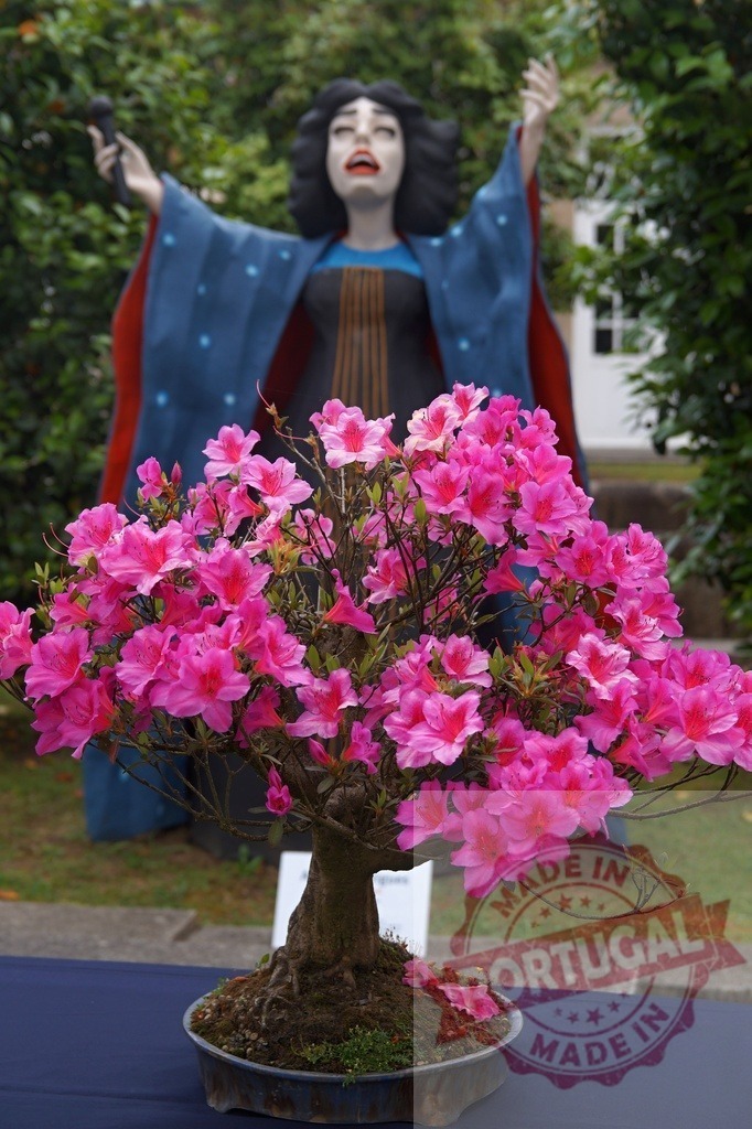 Pink azalea bonsai flowering in front of dramatic singer statue | Pink azalea bonsai blooming, standing before a large, theatrical singer statue - Realisiert mit Pictrs.com
