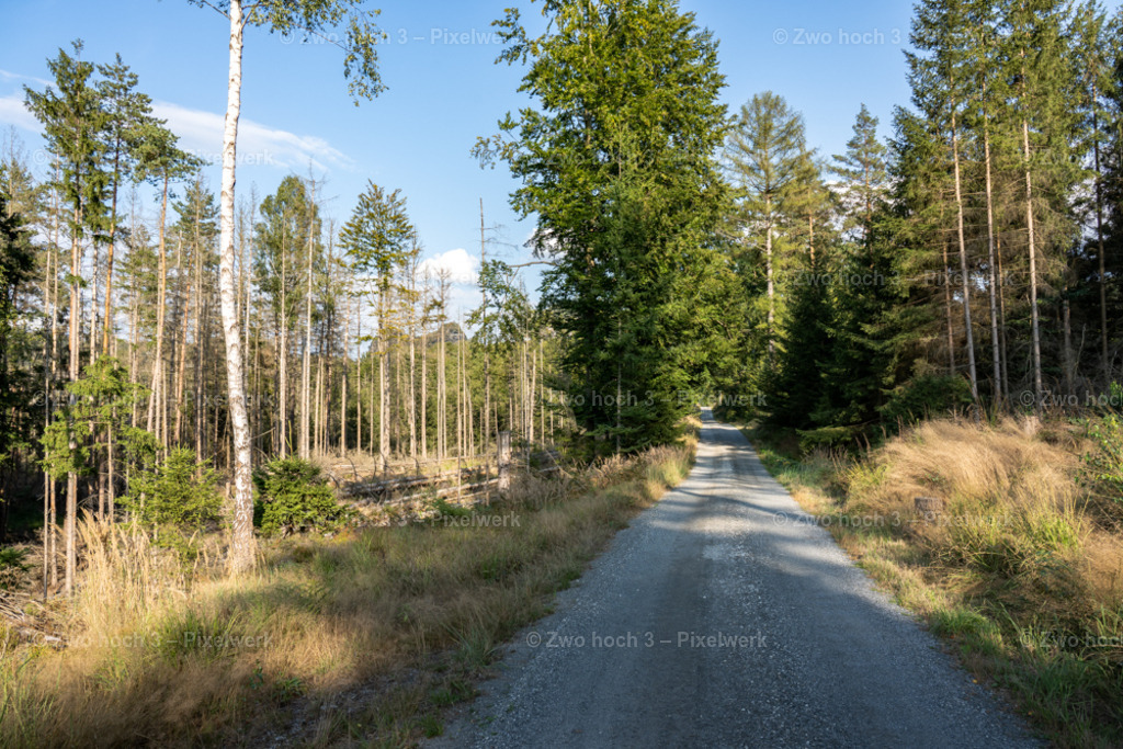 Zeughausstrasse_Waldweg_Weg_Waldsterben_Schattenspiel | 2022-08-30_Waldbrandgebiete_1 - Realisiert mit Pictrs.com