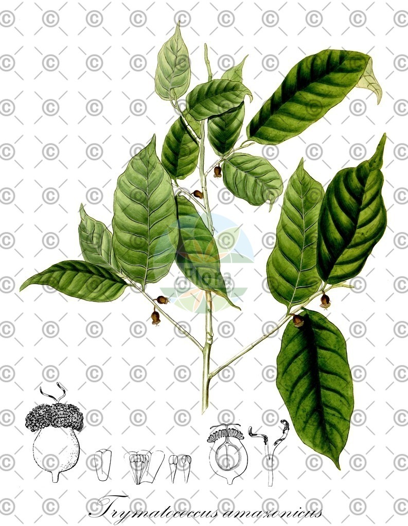 HistAbb_EMP_18499_SRC_Schlechtendal_FLORAD_SIMPLE | Historische Abbildung von Trymatococcus amazonicus - Moraceae | Historical Illustration of Trymatococcus amazonicus - Moraceae