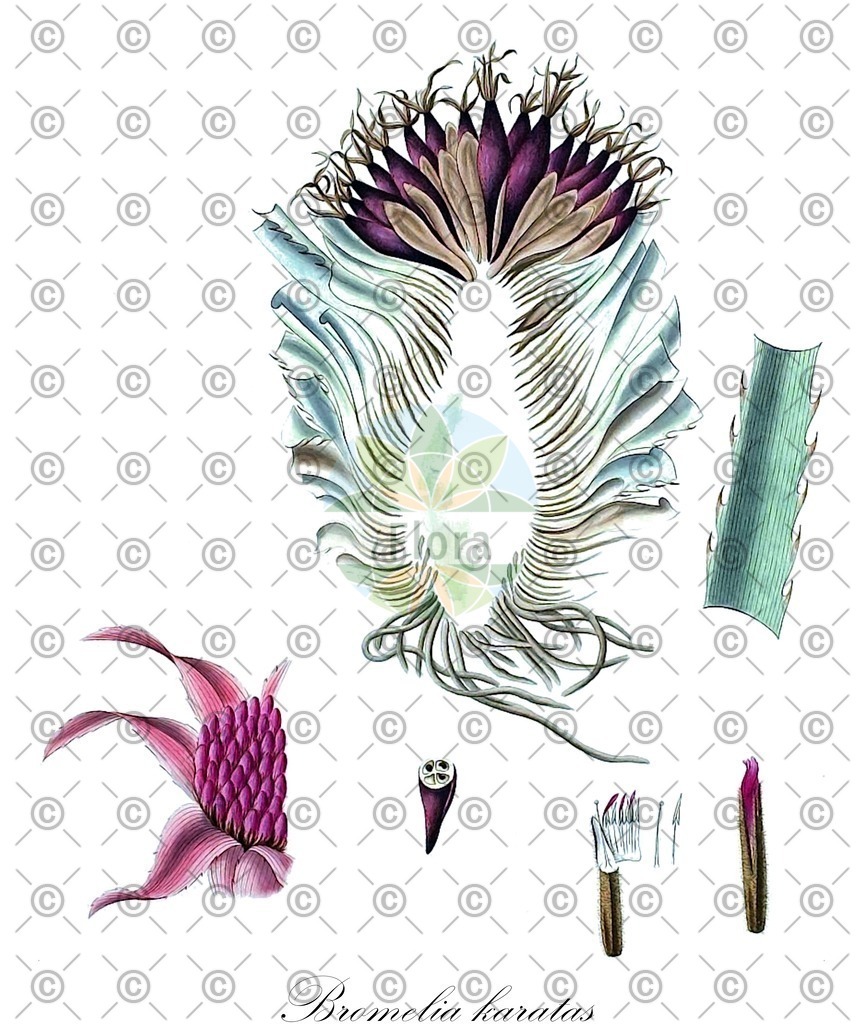 HistAbb_wfo-0000341882_2_ENZY_Simple | Historische Abbildung von Bromelia karatas - Bromeliaceae | Historical Illustration of Bromelia karatas - Bromeliaceae