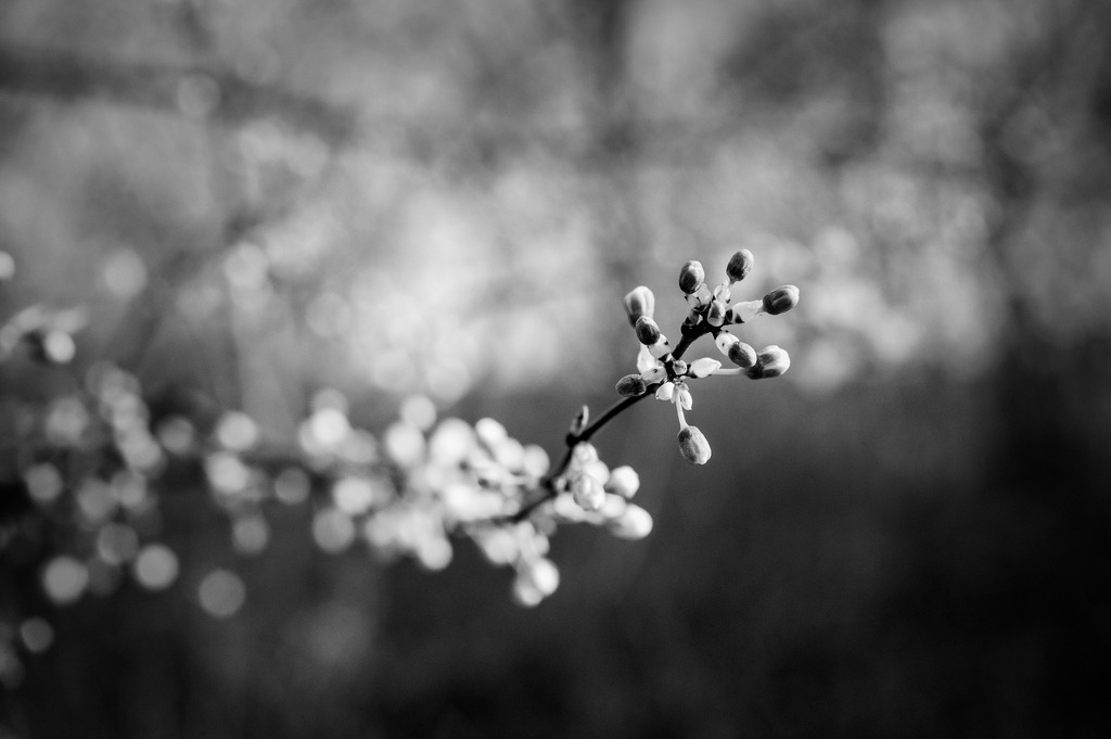 2024_03_08_HETLINGER SCHANZE_MCP7099 sw | Hochwertig gedruckte Fotografien für die Wand, als Kalender und zum Verschenken. Hamburg & Norddeutschland und überall wo ich mit der Kamera unterwegs war.