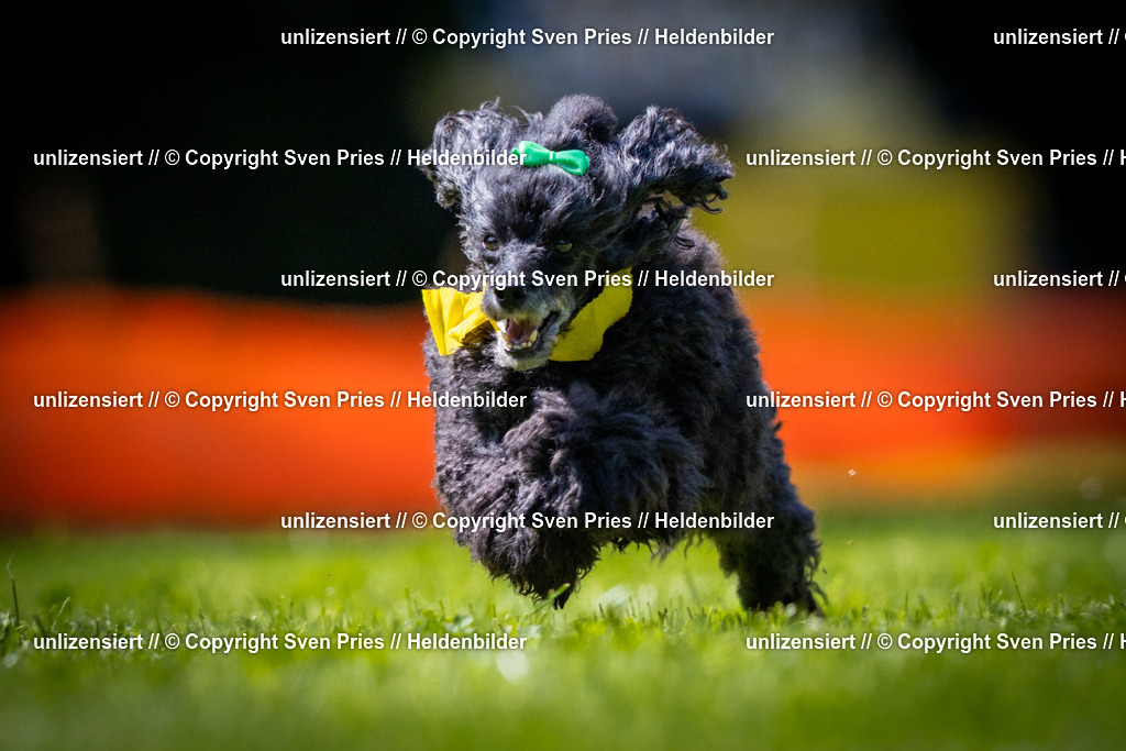 Sven Pries | 2025-08-10 - Hunderennen Durlach - Realisiert mit Pictrs.com