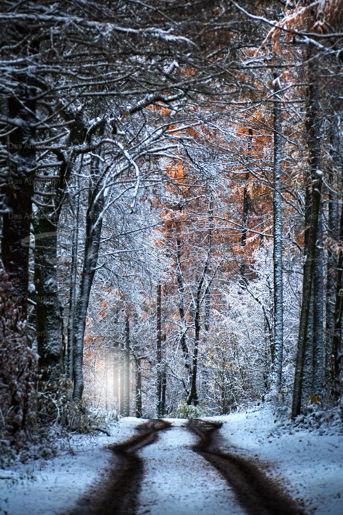 Der Weg durch den Winterwald | People- und Tierfotografie, Imageaufnahmen, Veranstaltungsfotografie und Wandbilder aus der Natur ★ Made in Germany ✔️ Druck + Downloads ✔️ Naturfotografie in Top Qualität ★ schneller Versand, weltweite Lieferung! - Realisiert mit Pictrs.com