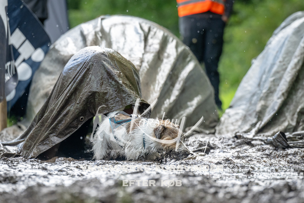 1147_ZZ94299 | kk-dogfotos