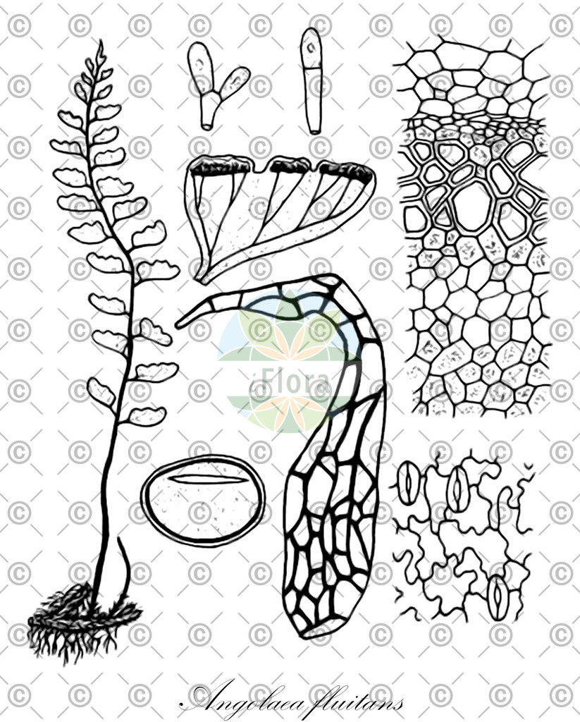 HistAbb_wfo-0000536542_7_ENZY_Simple | Historische Abbildung von Angolaea fluitans - Podostemaceae | Historical Illustration of Angolaea fluitans - Podostemaceae