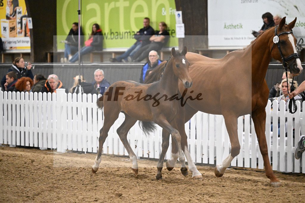 Fohlenauktion Next Chance_49220716 | hf-fotografie - Realisiert mit Pictrs.com