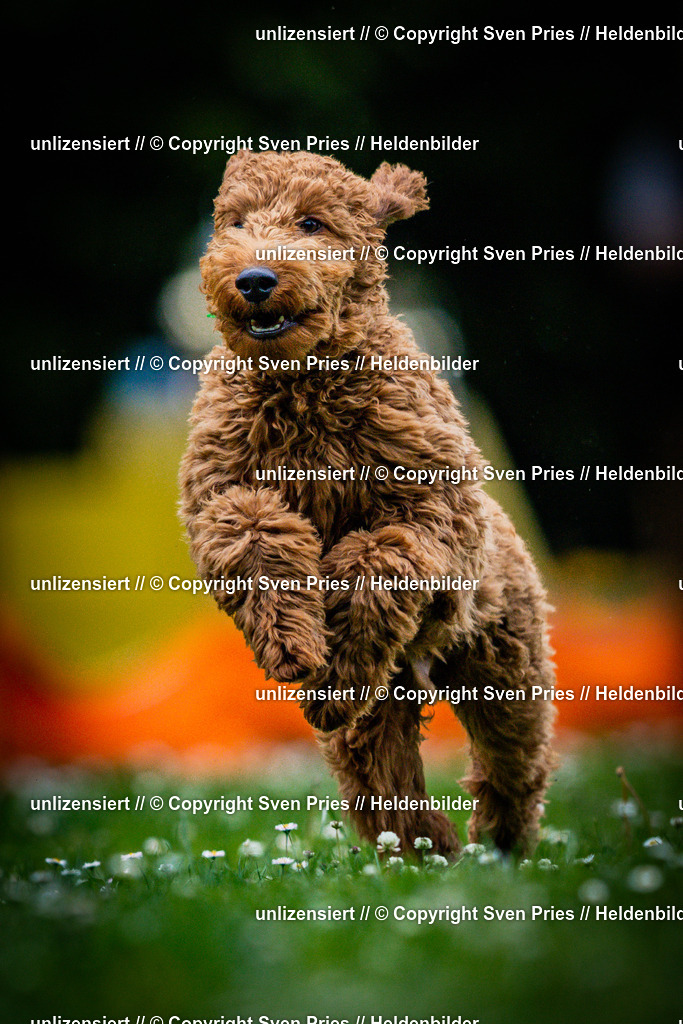 Sven Pries | 2025-05-29 - Pudelrennen KA-Durlach - Realisiert mit Pictrs.com