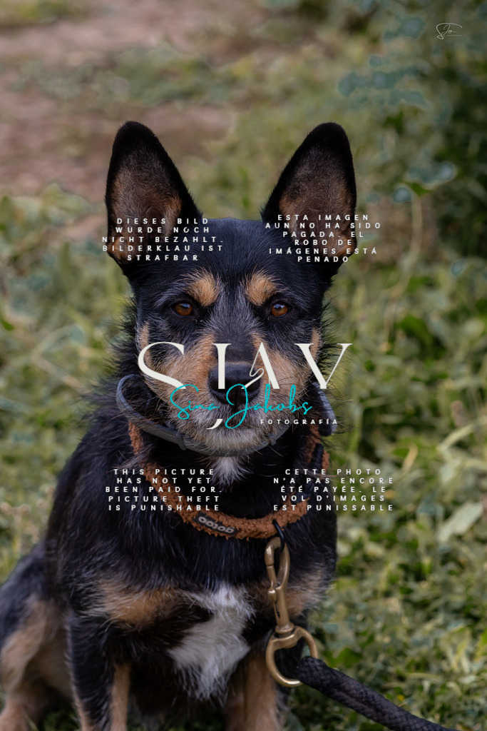 IMG_4760 | s-jay-photography - Realisiert mit Pictrs.com