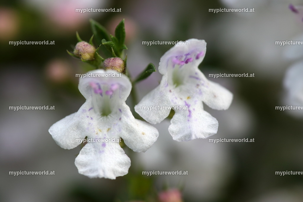 Winter-Bohnenkraut-002 | Das Bilderarchiv über Tiere, Planzen und Landschaften. In der Bilddatenbank finden Sie ein große Auswahl an hochwertigen Bilder für Ihre Werbung - Realized with Pictrs.com