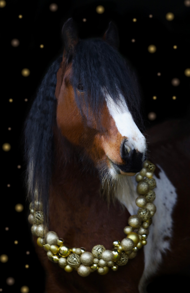 Nugget4 | Emotionale Pferde- & People-Fotografie rund um Heidelberg, Leimen & Umgebung. Natürliche Fotos von Pferd, Mensch & Familie. Jetzt Termin sichern!