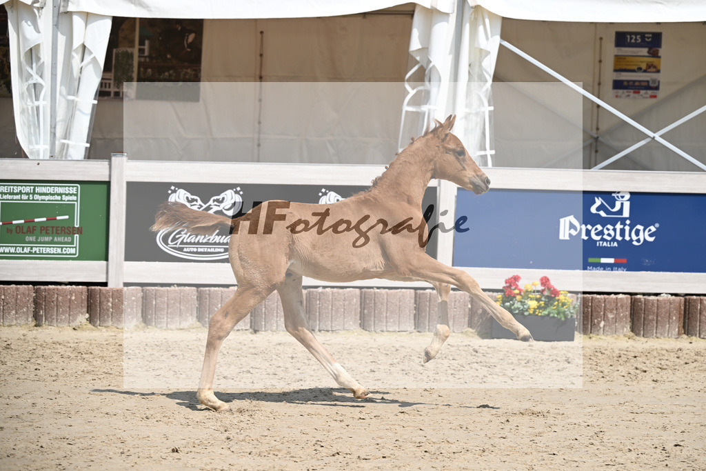 Viva Vegas x Top Gear_HF_Leder_12250475 | hf-fotografie - Realisiert mit Pictrs.com