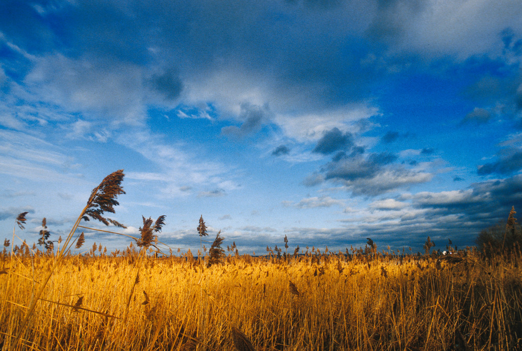 Schilf | Bregenz, Austria - January 12, 2009: Schilf. - Realisiert mit Pictrs.com