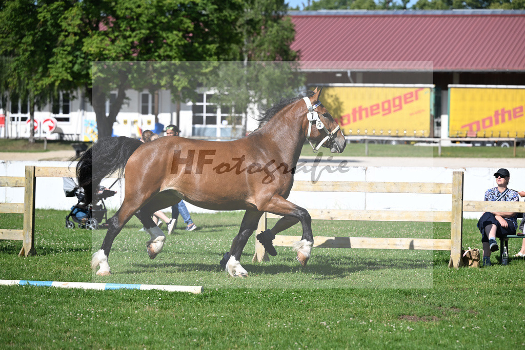 Kat-Nr. 7 Patrizia v. Spitzingsee_Holl_18250109 | hf-fotografie - Realizzato con Pictrs.com