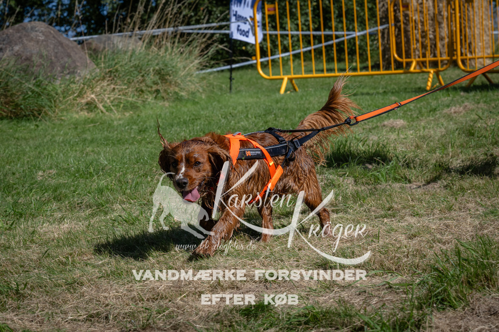 1112_ZZ90961 | kk-dogfotos