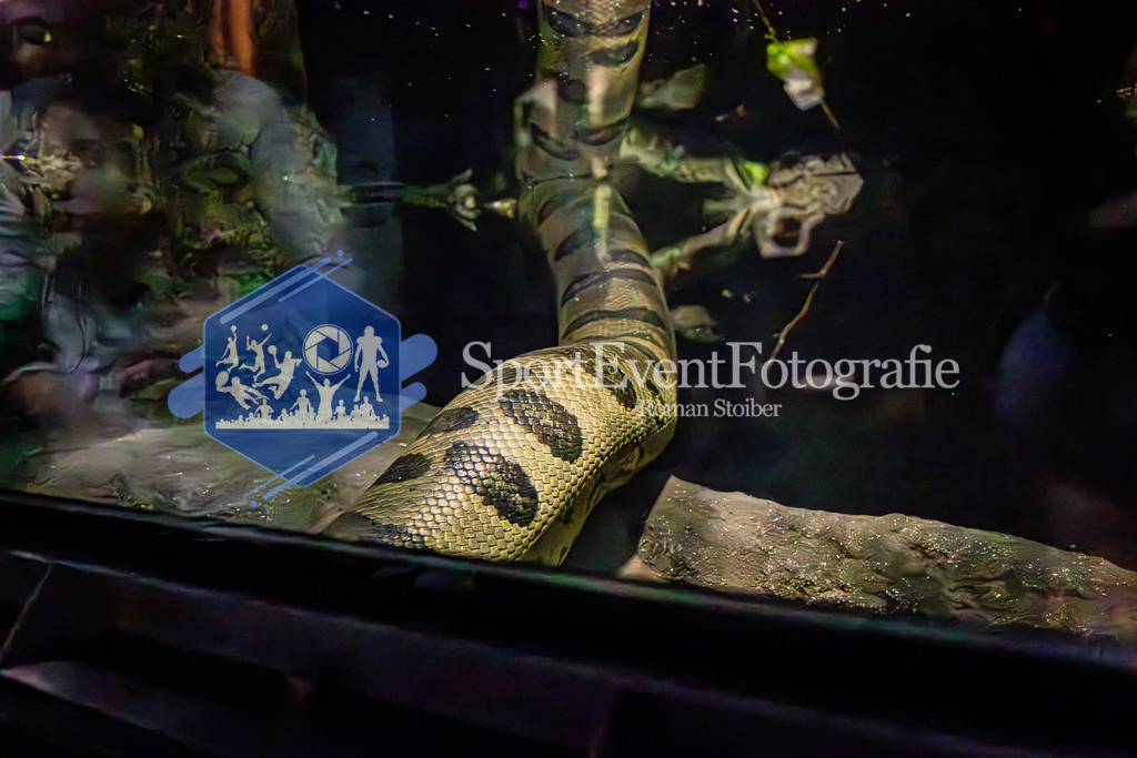 IMAG8010 | SportEventFotografie - Roman Stoiber