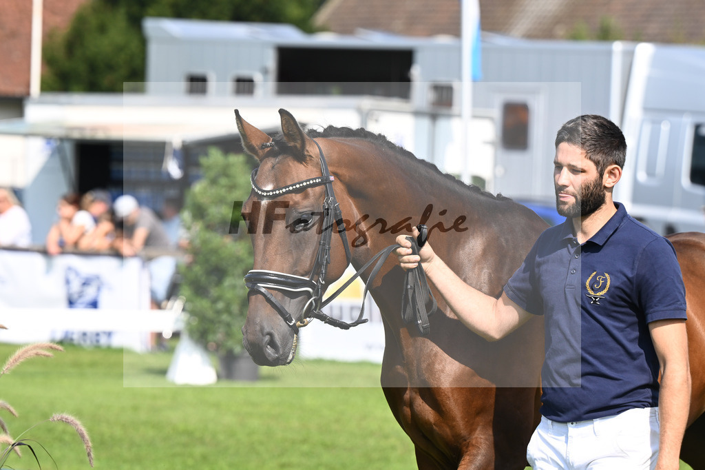 Kat-Nr. 15 nn v. Stakkato Gold_Kelberger_34240339 | hf-fotografie - Realisiert mit Pictrs.com