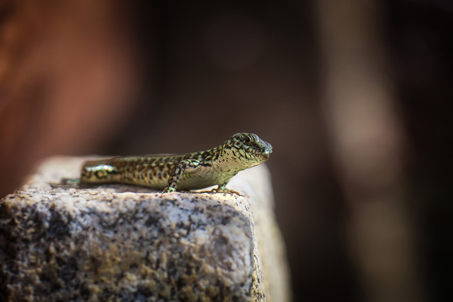 Gecko-2 | Christiane Heggemann - Realisiert mit Pictrs.com