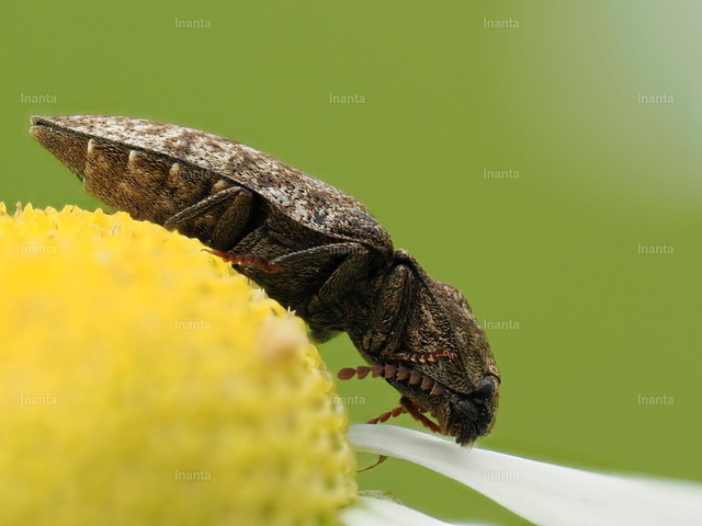 Mausgrauer Schnellkäfer (Agrypnus murinus) | Der Mausgraue Schnellkäfer (Agrypnus murinus) ist ein 12–18 mm großer, mausgrau bis braungrau gefärbter Schnellkäfer mit feiner heller Behaarung. Er gehört zur Familie der Schnellkäfer (Elateridae) und ist vor allem auf Wiesen und in Wäldern zu finden. –  – The Mouse-gray Click Beetle (Agrypnus murinus) is a 12–18 mm grayish-brown click beetle with fine pale hairs. It belongs to the click beetle family (Elateridae) and is commonly found in meadows and woodlands. - Realisiert mit Pictrs.com