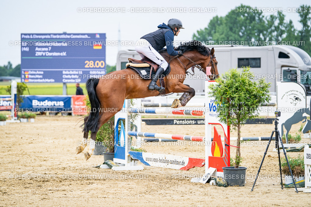 DSC08319 | Pferdegrafie