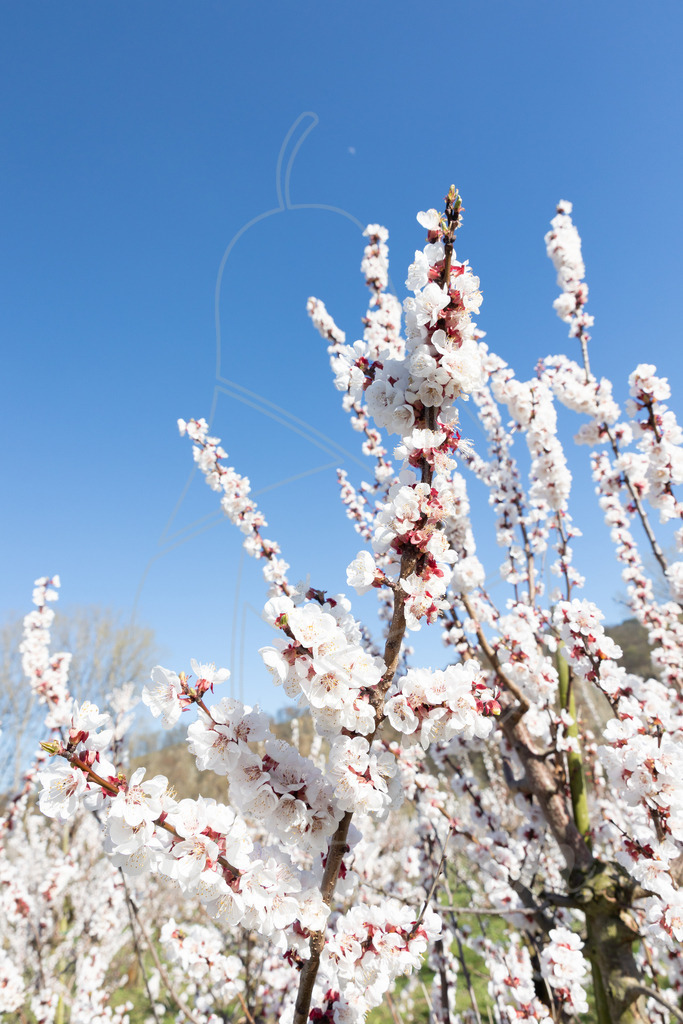 Marillenblüte Wachau | Ihre Fotografin im Lungau, ihre Fotografin im Mostviertel, Wandbilder Onlineshop, Imagefotos für Ihr Unternehmen,  - Realisiert mit Pictrs.com