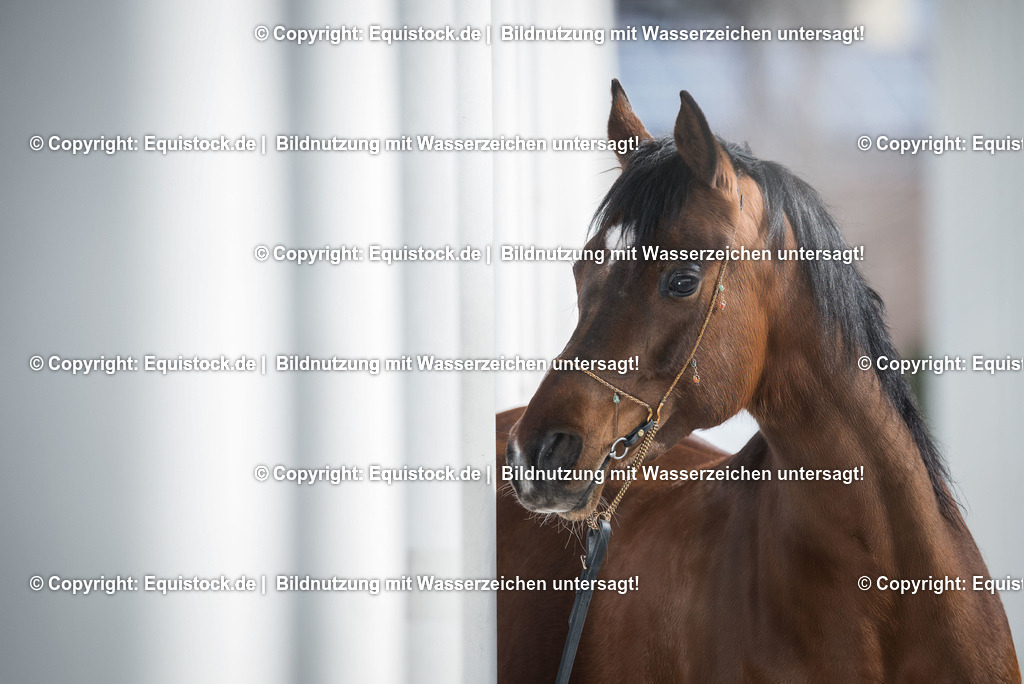 TS_20170326_Araber_Wandelhalle_0003 | Foto: Thomas Hartig