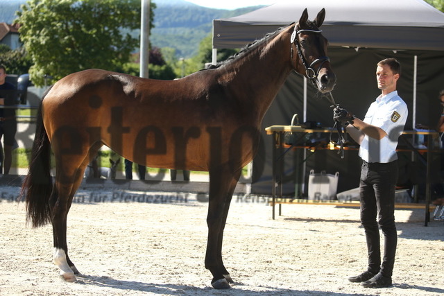 Weilheim_Stutenschau_2022_KN_05_Digitale | Alle Fotos der Reiterjournal Fotografin Doris Matthaes im Reiterjournal Online-Fotoshop. - Realizado com Pictrs.com