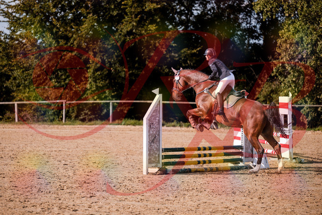 2026_10_03_Siefer-Hof_155525_Z81_74651531 | Professionelle Reitsport-, Turnier- und Eventfotografie von Robert Broda. Galerien mit ausgewählten und bearbeiteten Bildern direkt online ansehen und bestellen.