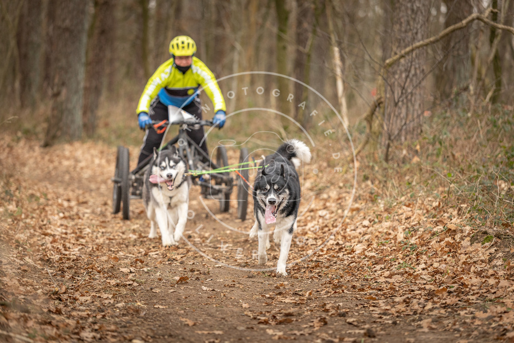 Pfotenfotografie_DV3A9010 | Hundefotografie, Tierfotograf, Pfotenfotografie, Fotoshooting Hund, Hunde Portrait, Hundesport, Hundeportraits, Heideshooting, Hunde, Sportfotograf, Hundefotograf, Turnierhundsport, THS,  - Realisiert mit Pictrs.com