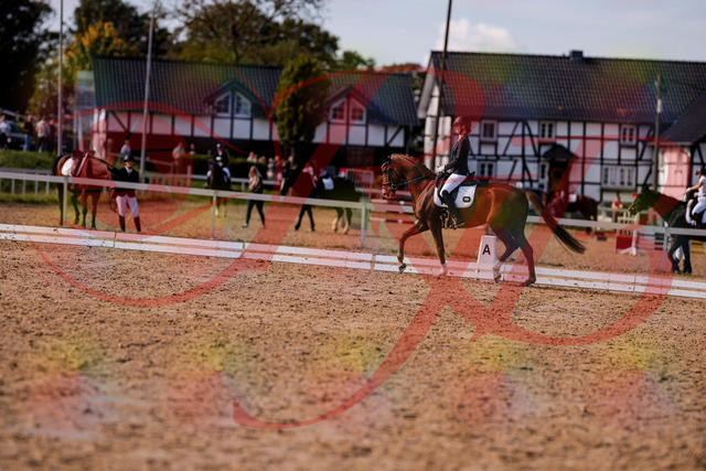 2026_10_03_Siefer-Hof_133144_Z81_86270768 | Professionelle Reitsport-, Turnier- und Eventfotografie von Robert Broda. Galerien mit ausgewählten und bearbeiteten Bildern direkt online ansehen und bestellen.