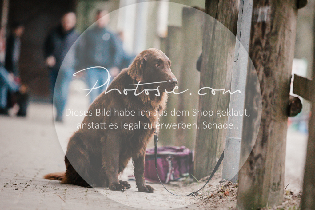 3I6A5784 | Stimmungsvolle Portraits und Reitsportfotografie im Ruhrgebiet und im Münsterland.

Pferdefotografie, Hundefotografie, Tierfotografie, Reportagen, Portraits von Tier und Mensch, Turnierfotografie in Bochum, Recklinghausen, Marl, Haltern am See, Dülmen.. - Realisiert mit Pictrs.com