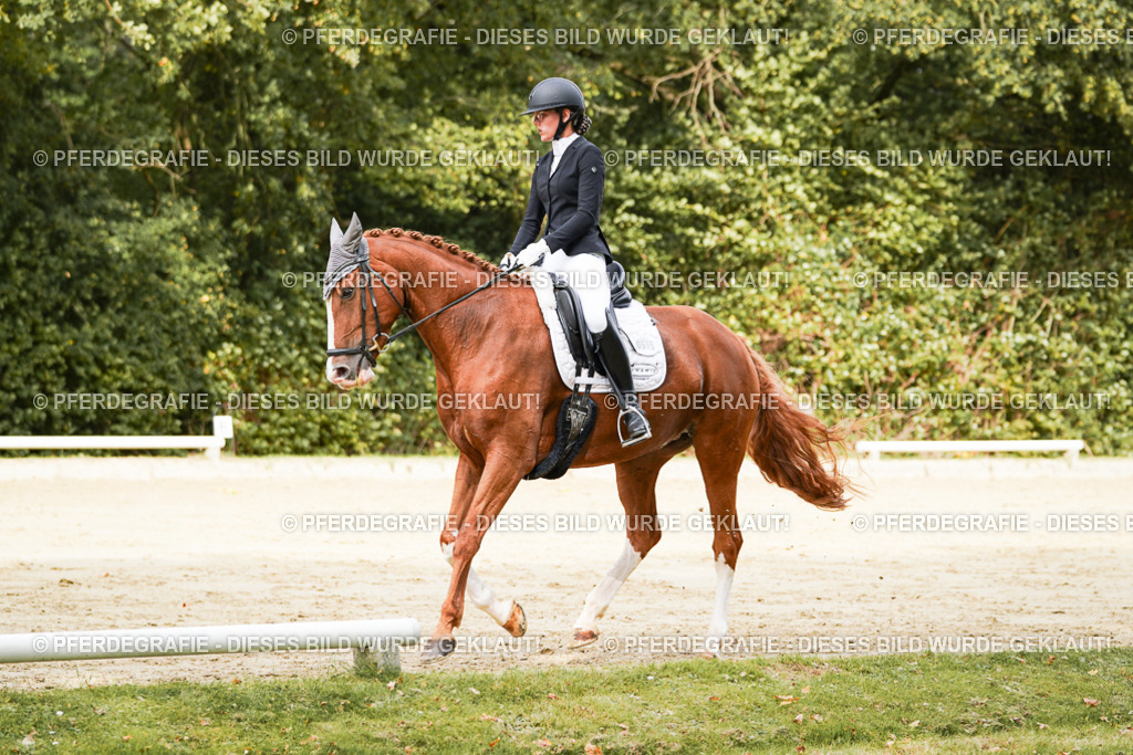 DSC02052 | Pferdegrafie