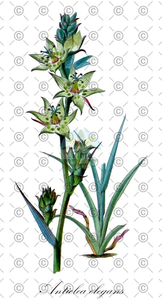 HistAbb_wfo-0000916195_1_ENZY_Simple | Historische Abbildung von Anticlea elegans - Melanthiaceae | Historical Illustration of Anticlea elegans - Melanthiaceae (mountain death camas)