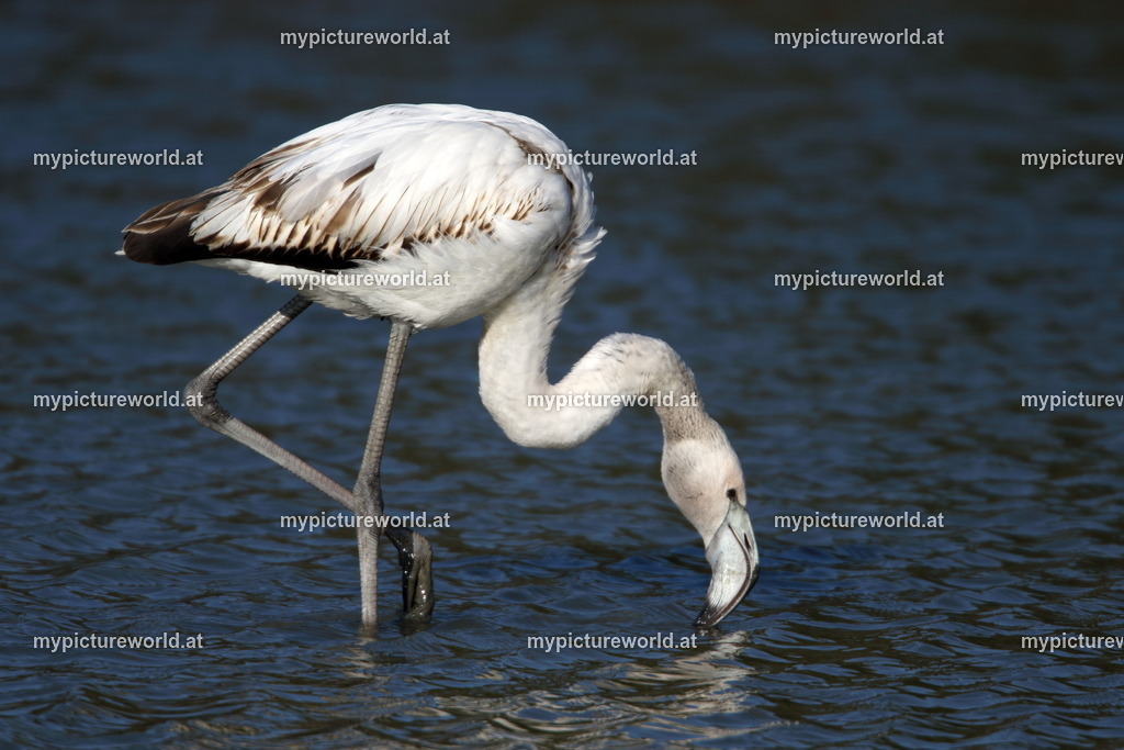 Rosaflamingo-041 | Das Bilderarchiv über Tiere, Planzen und Landschaften. In der Bilddatenbank finden Sie ein große Auswahl an hochwertigen Bilder für Ihre Werbung - Realisiert mit Pictrs.com