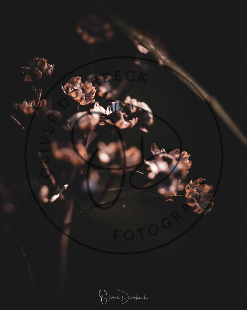 natur-pflanzen-05 | Shop für Kindergartenfotografie und andere Fotoprodukte von Oliver Dürrbeck Fotografie. - Realisiert mit Pictrs.com